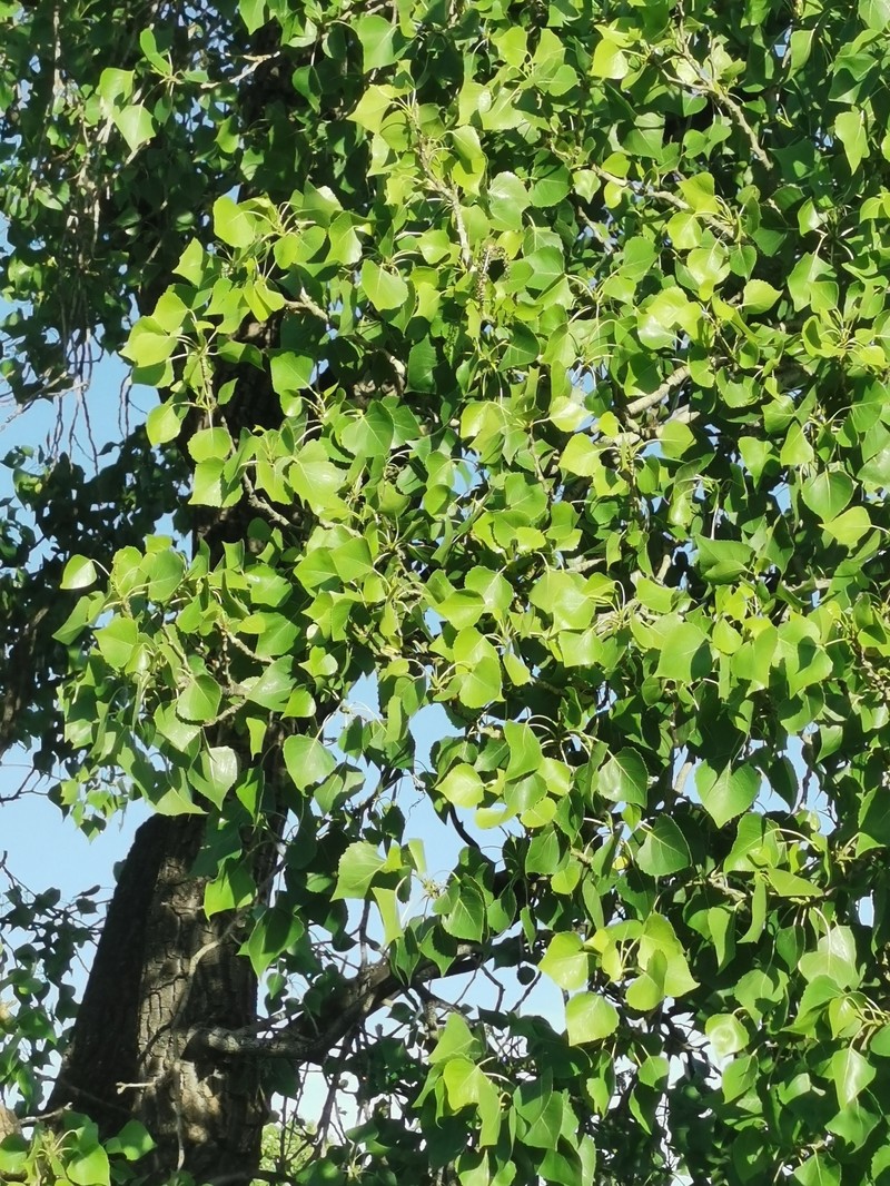 Populus fremontii subsp. mesetae photo 3