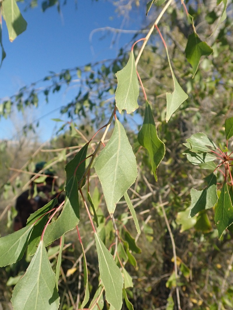 Populus fremontii subsp. mesetae photo 5