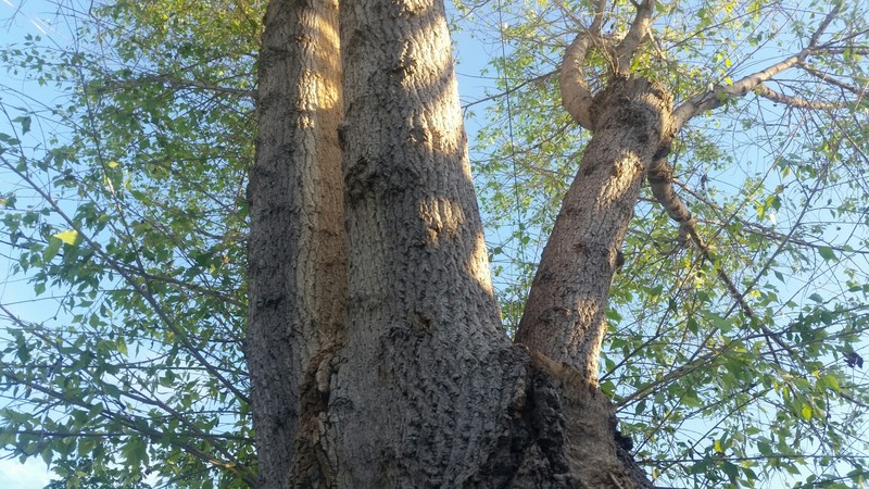 Populus fremontii subsp. mesetae photo 6