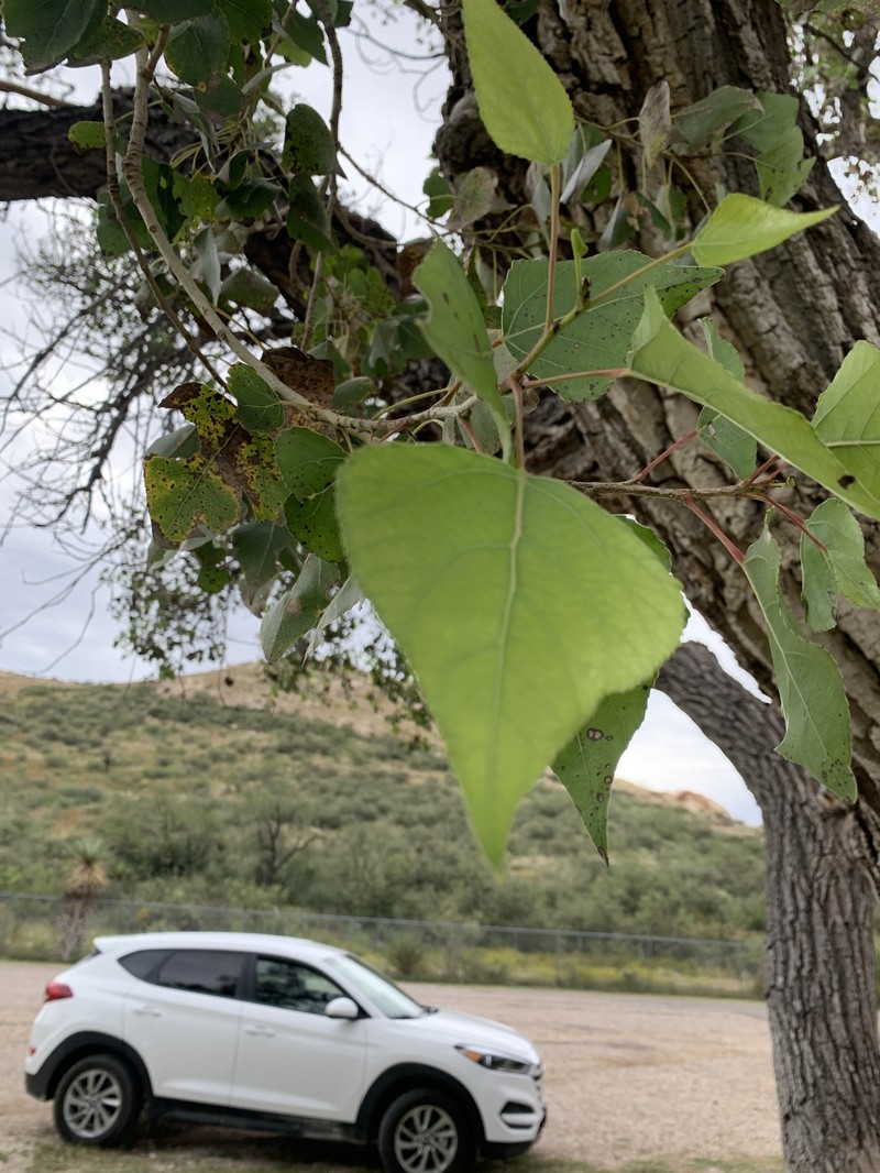 Populus fremontii subsp. mesetae photo 7