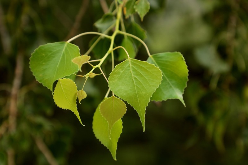 Populus fremontii subsp. mesetae photo 8