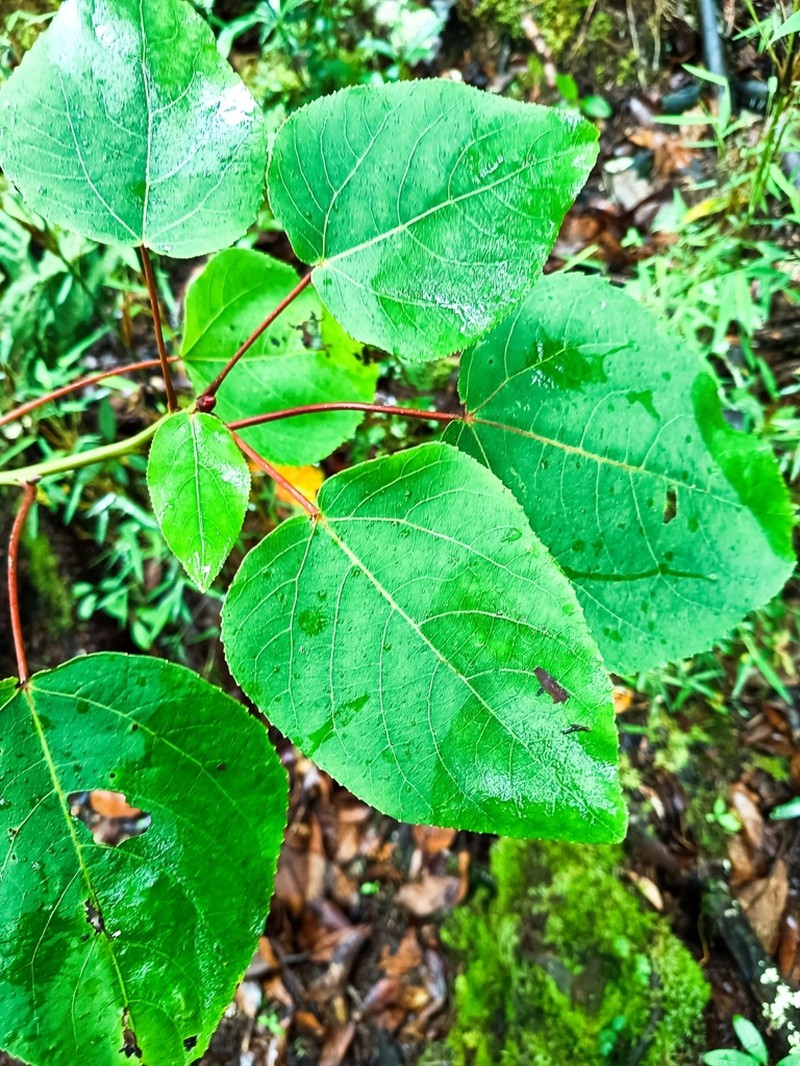 Populus glauca