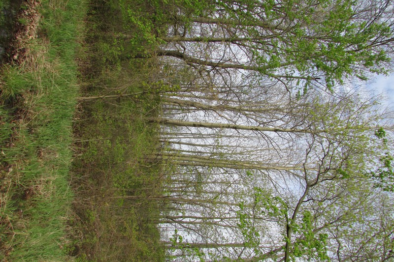 Bigtooth Aspen photo 3