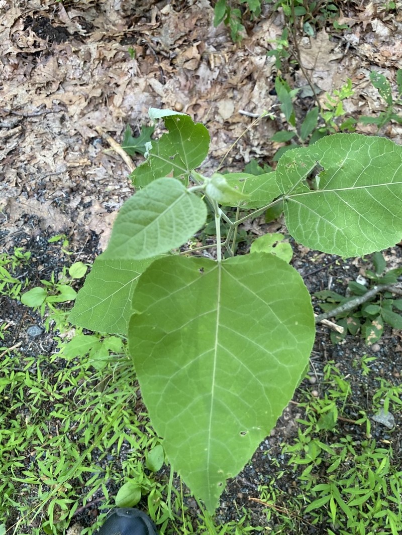 Bigtooth Aspen photo 3