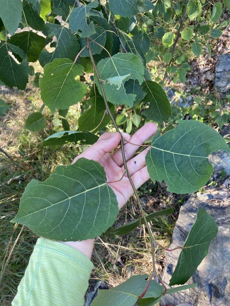 Bigtooth Aspen photo 4