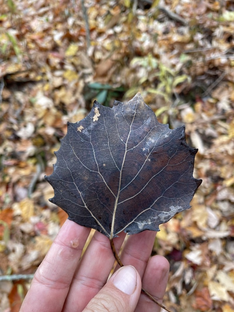 Bigtooth Aspen photo 5