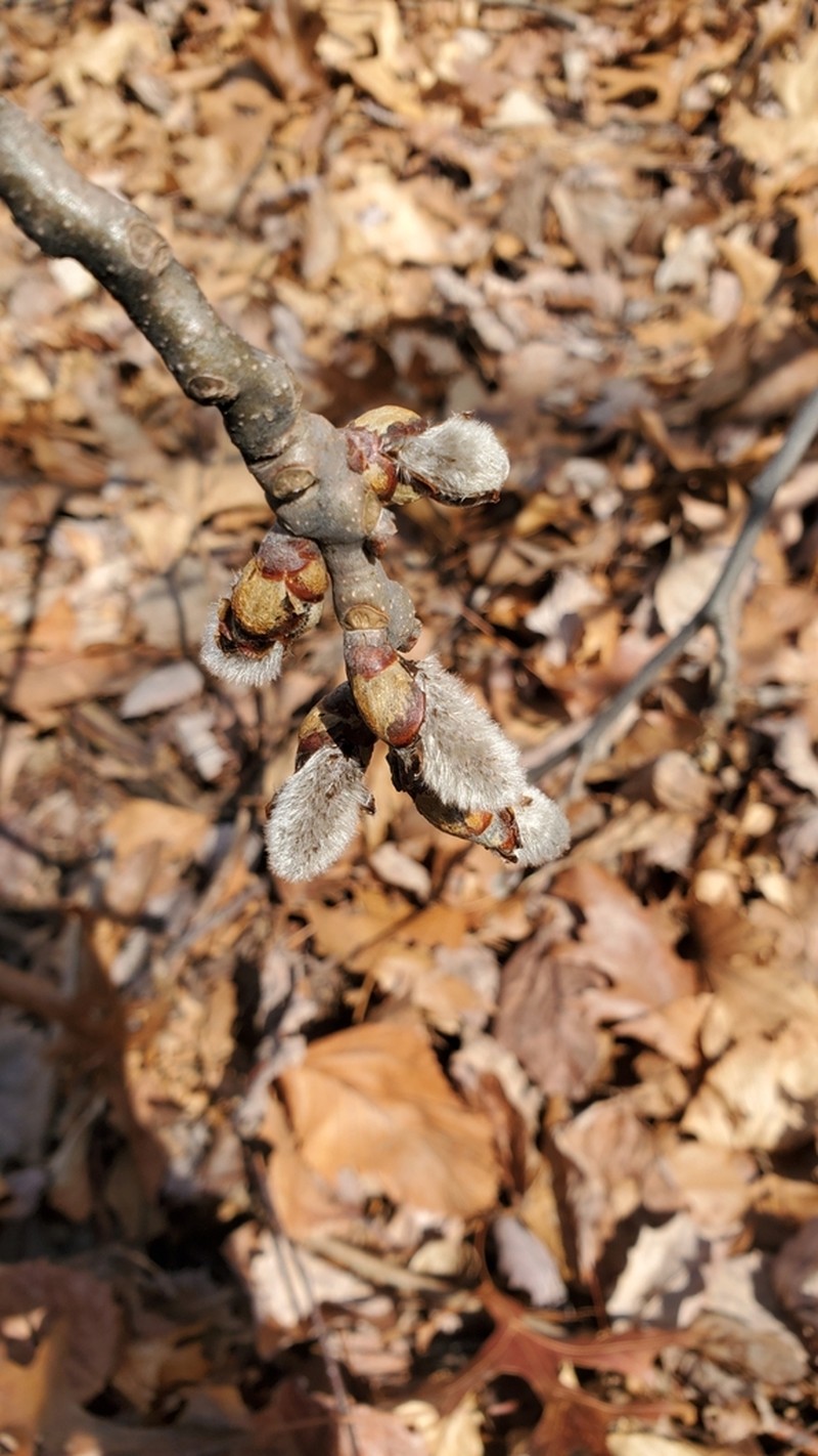 Bigtooth Aspen photo 6