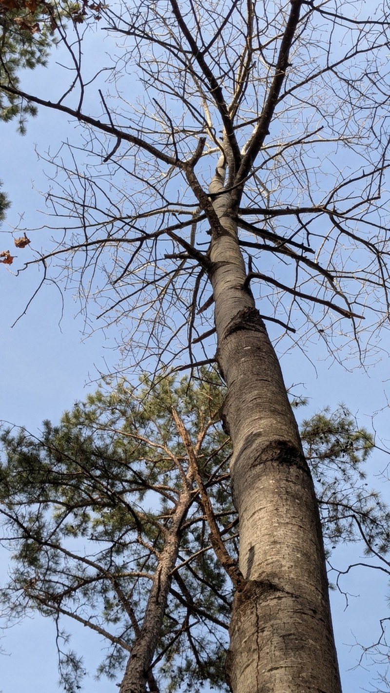 Bigtooth Aspen photo 7