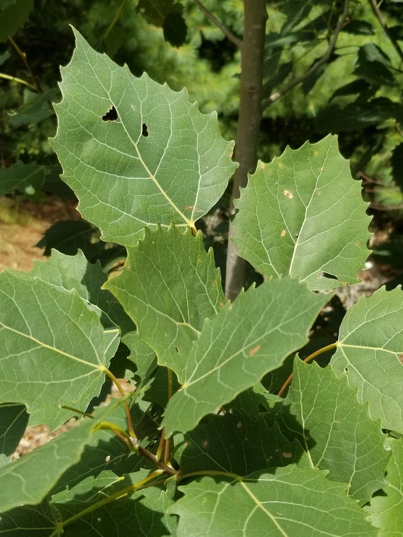 Bigtooth Aspen photo 8