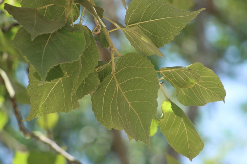 Populus guzmanantlensis photo 2