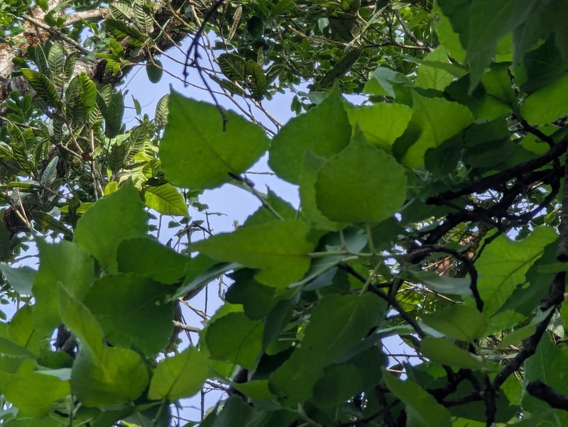 Populus guzmanantlensis photo 5