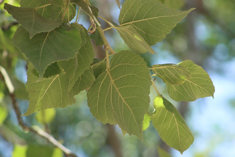 Populus guzmanantlensis photo 6