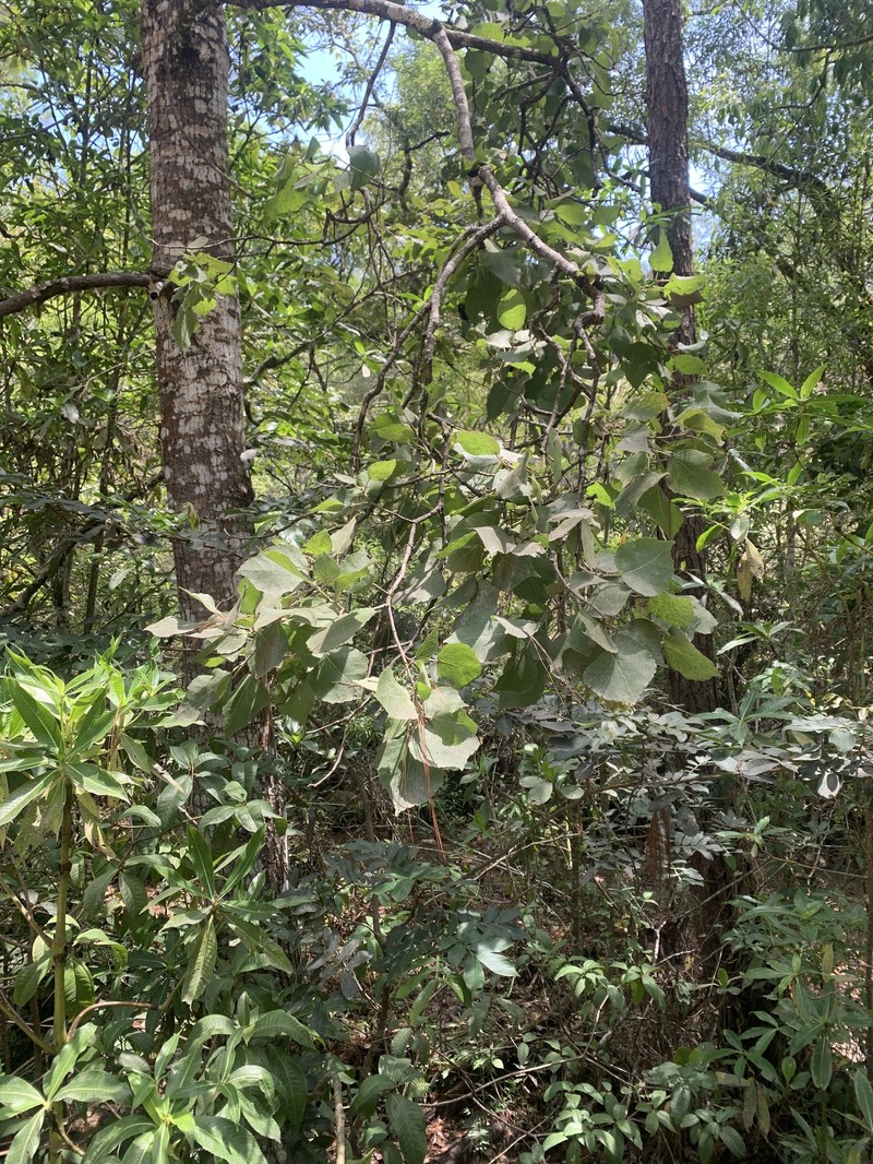 Populus guzmanantlensis photo 7