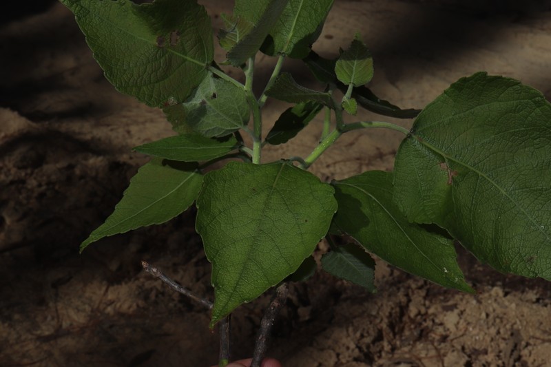 Populus guzmanantlensis photo 8