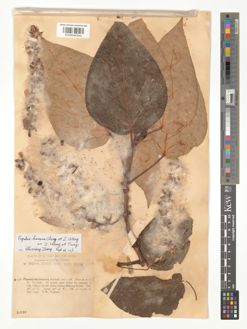 Populus haoana