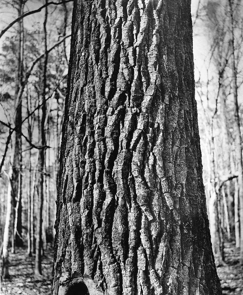 Swamp Cottonwood photo 4