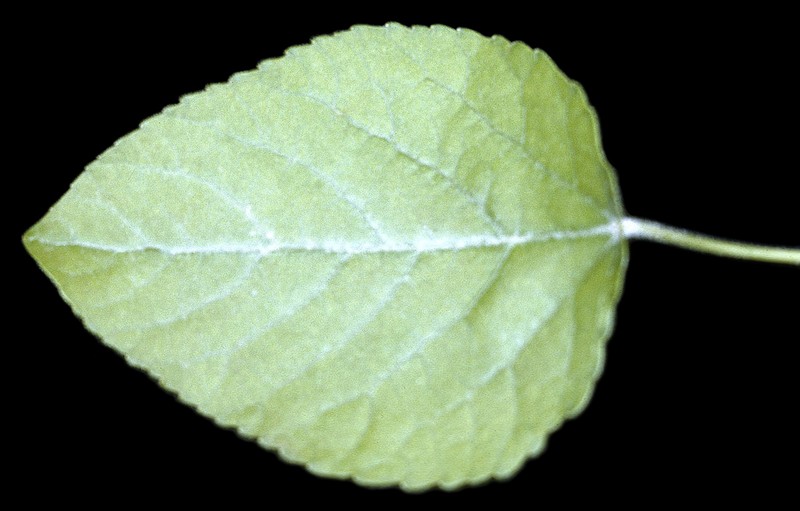 Swamp Cottonwood