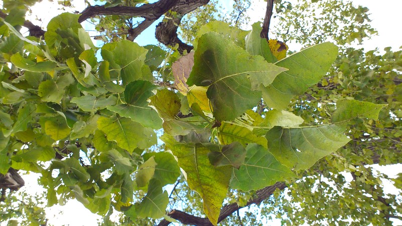 Swamp Cottonwood photo 2