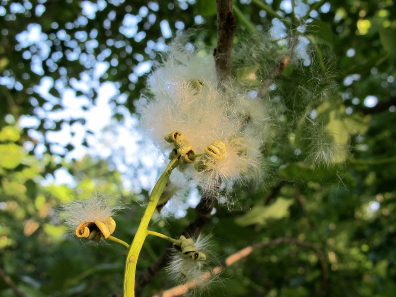 Swamp Cottonwood photo 3