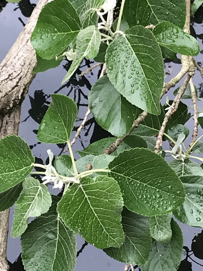 Swamp Cottonwood photo 3