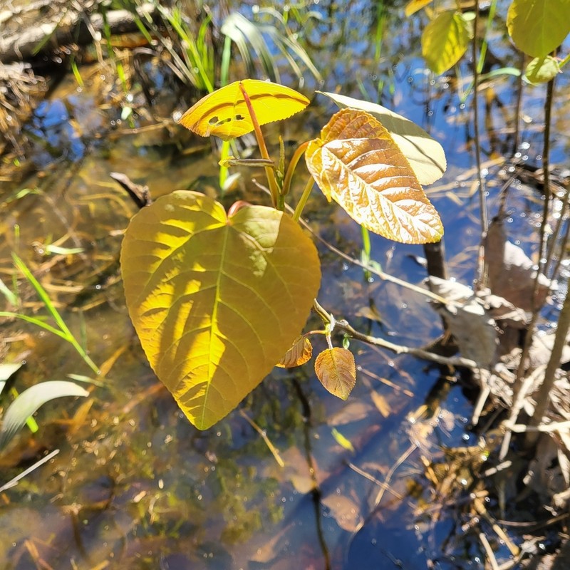 Swamp Cottonwood photo 4
