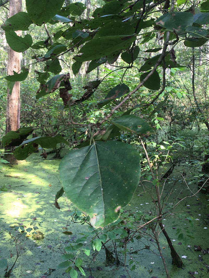 Swamp Cottonwood photo 5
