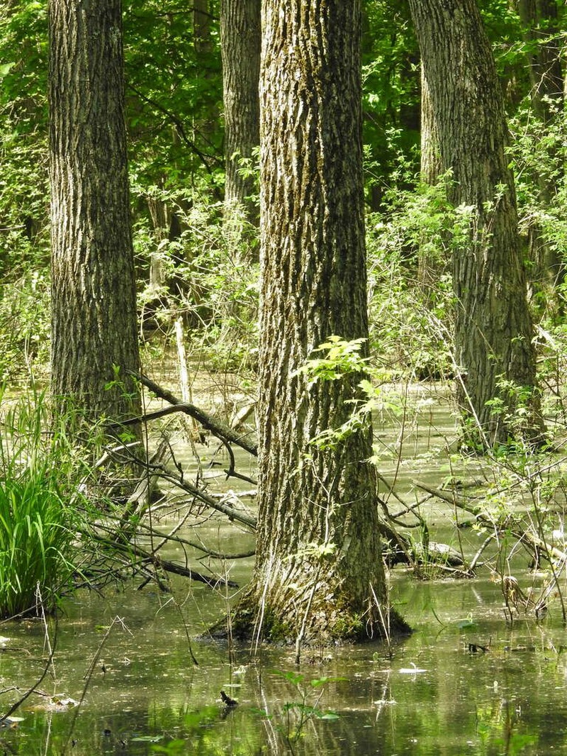 Swamp Cottonwood photo 6