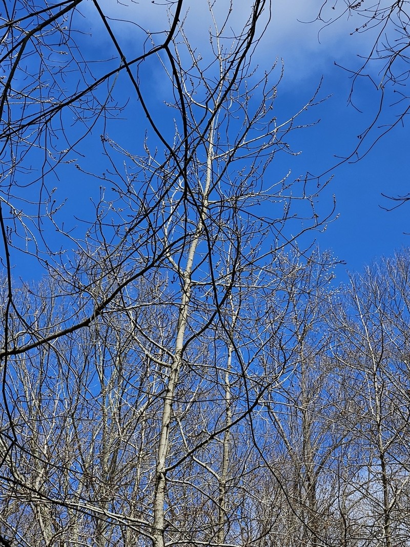 Swamp Cottonwood photo 7