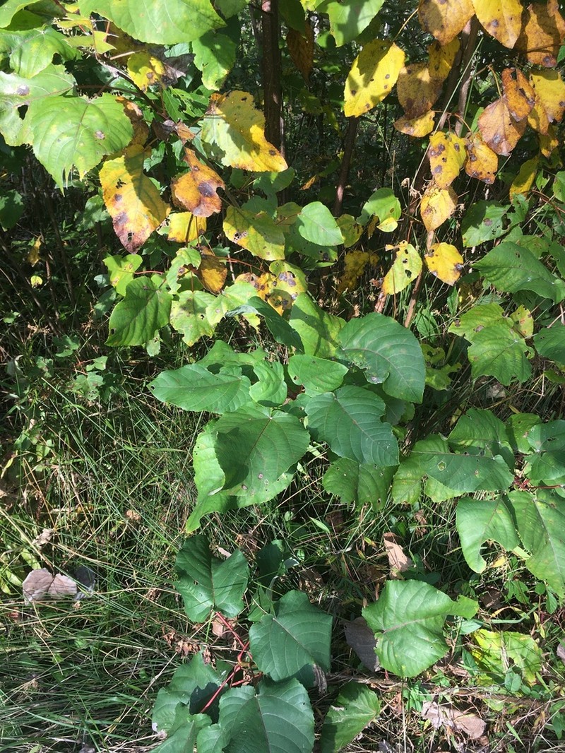 Swamp Cottonwood photo 8
