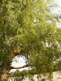 Populus ilicifolia