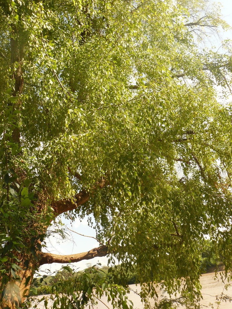 Populus ilicifolia