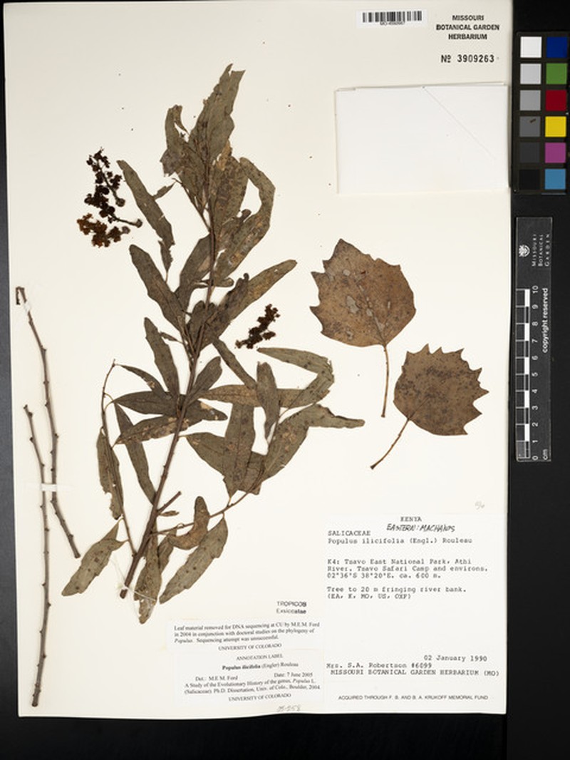 Populus ilicifolia photo 2
