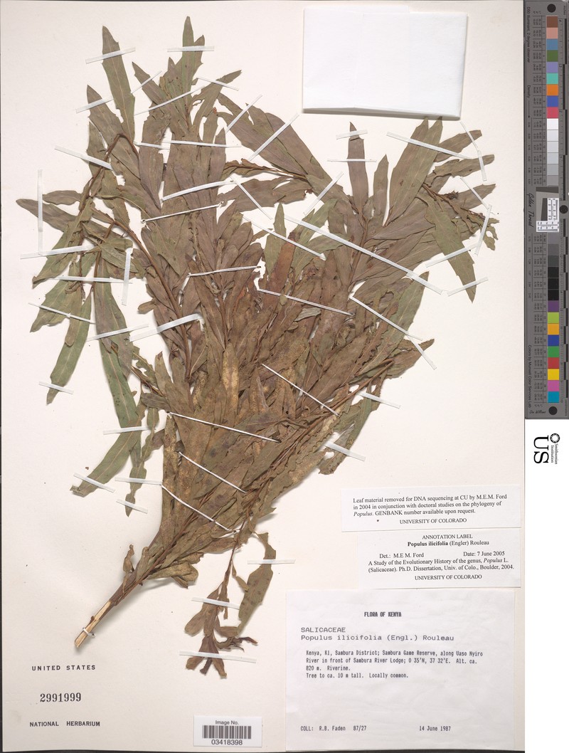 Populus ilicifolia photo 3