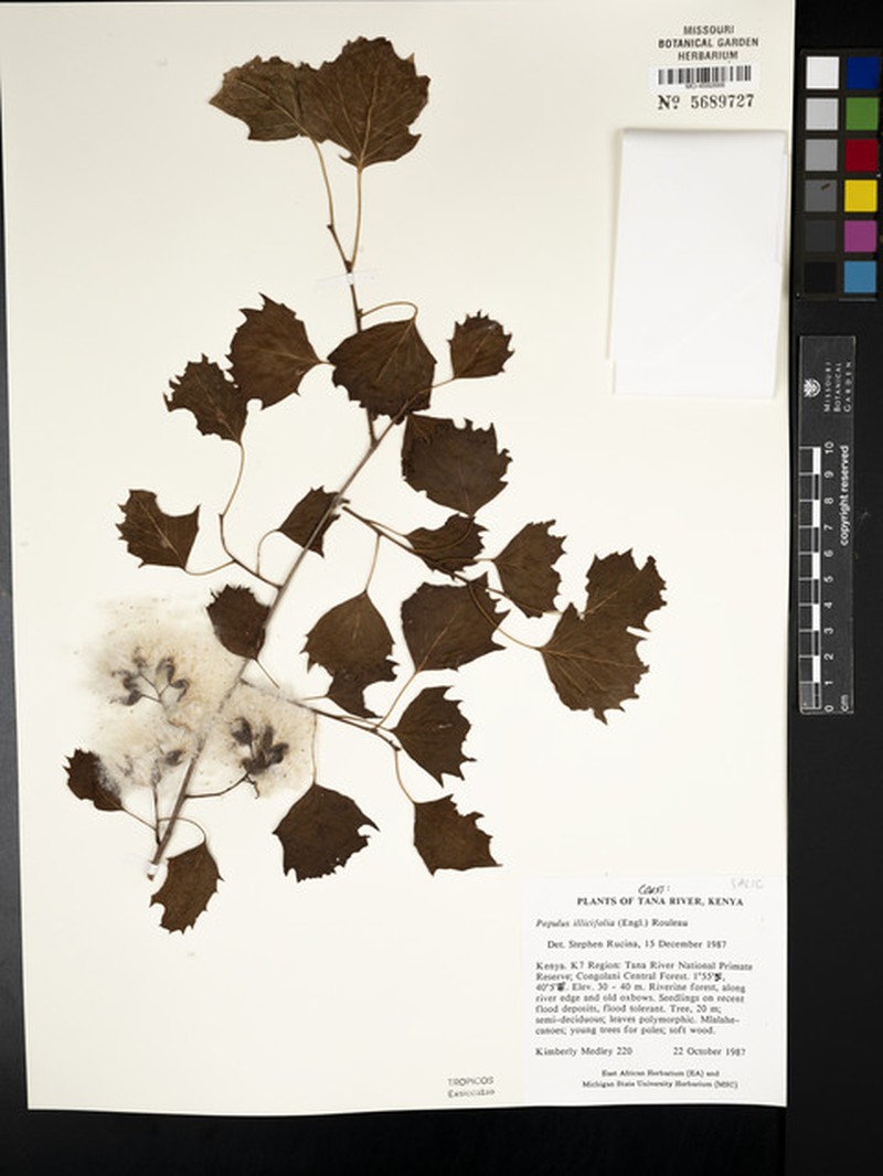 Populus ilicifolia photo 4