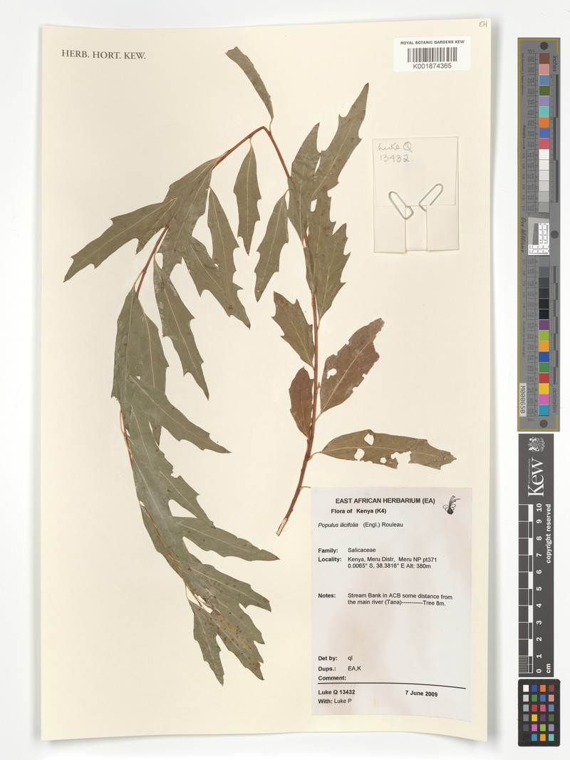 Populus ilicifolia photo 5
