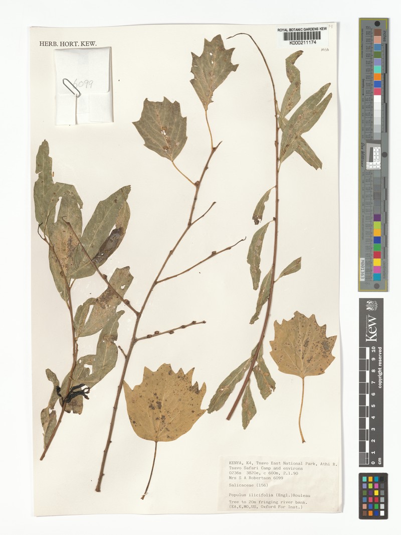 Populus ilicifolia photo 6