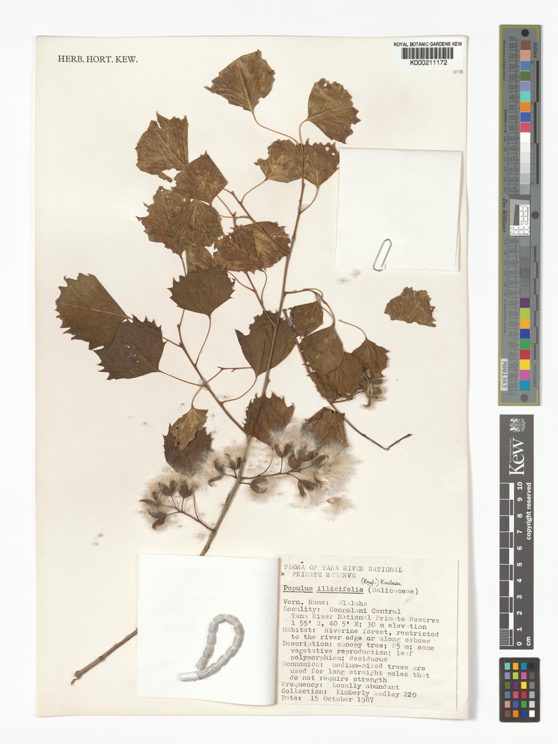 Populus ilicifolia photo 8