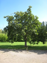 Populus lasiocarpa