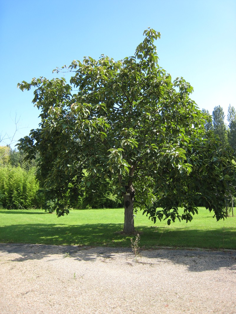 Populus lasiocarpa