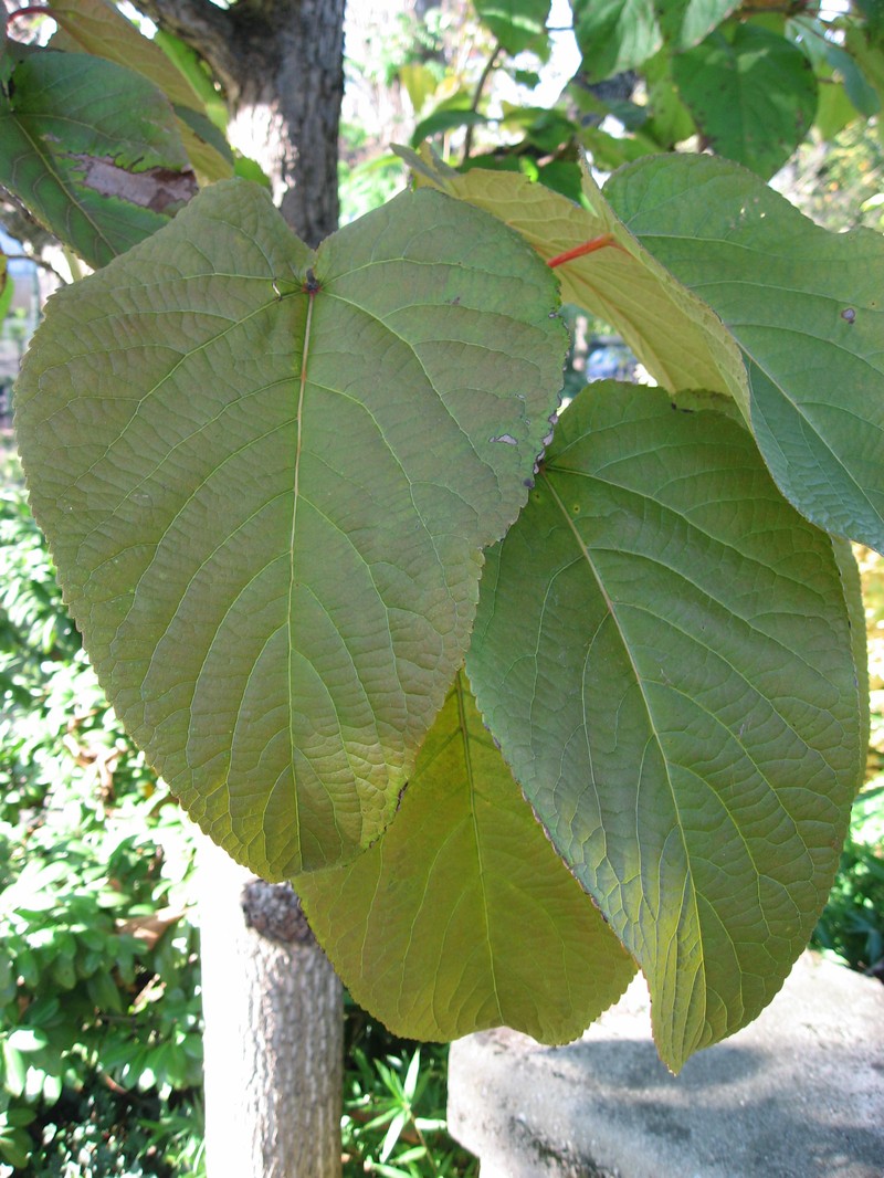 Populus lasiocarpa photo 2