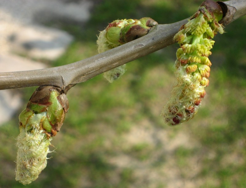 Populus lasiocarpa photo 3
