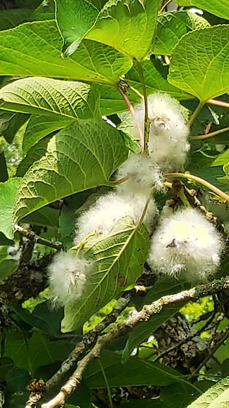 Populus lasiocarpa photo 4