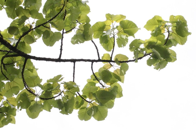 Populus lasiocarpa photo 5