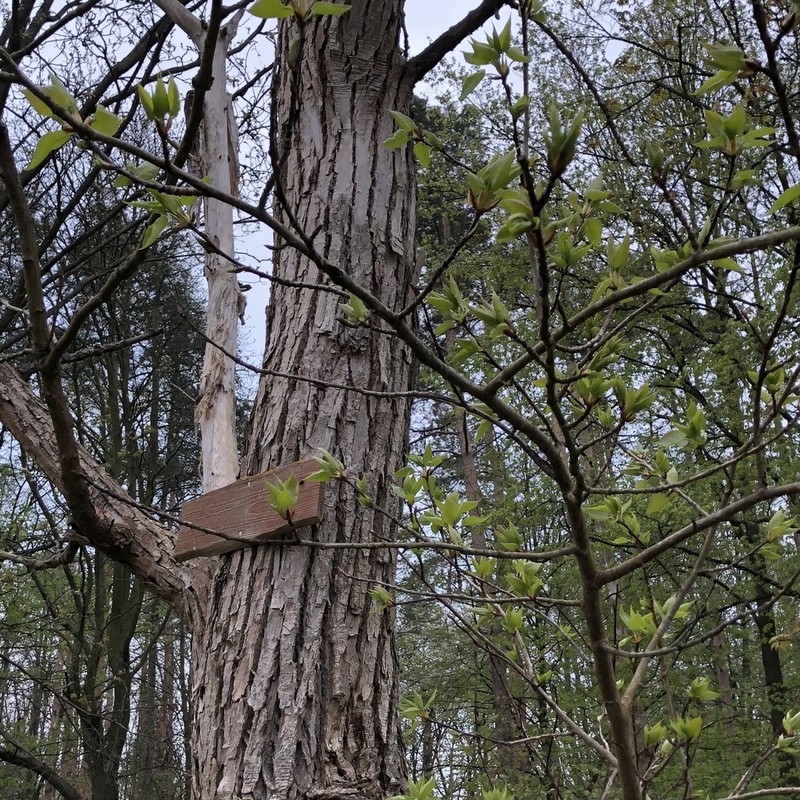 Populus lasiocarpa photo 6