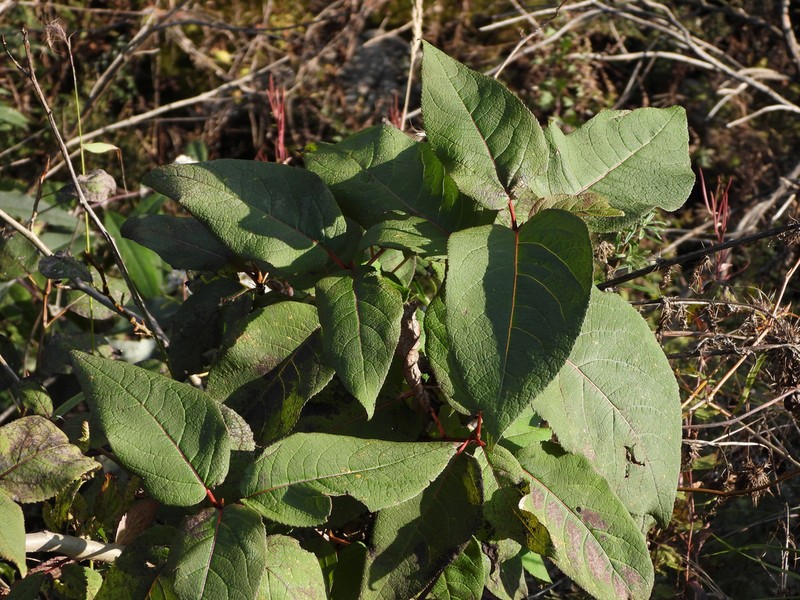 Populus lasiocarpa photo 7