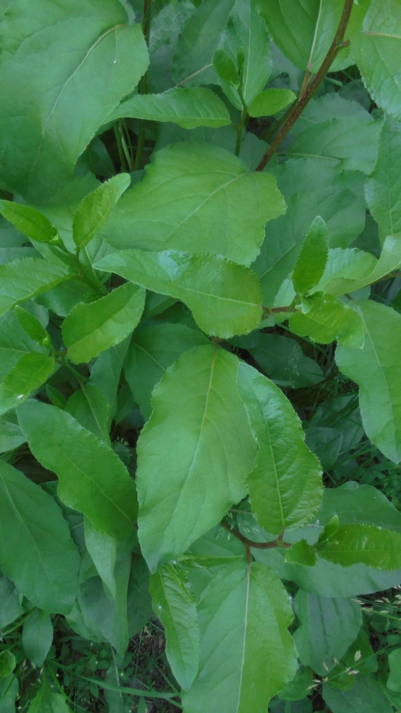 Populus laurifolia photo 2