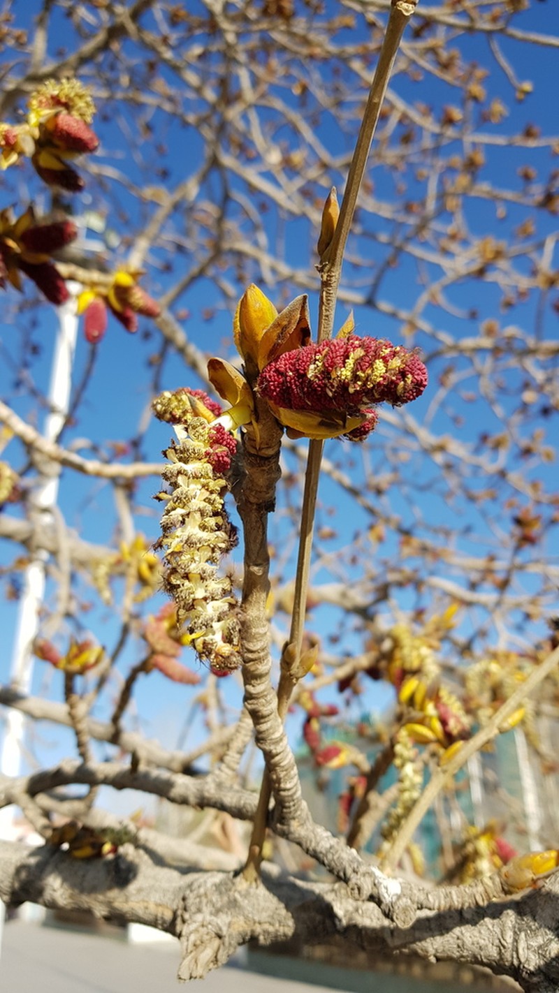 Populus laurifolia photo 5