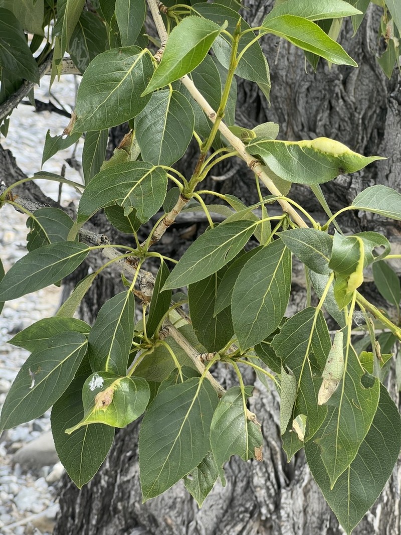 Populus laurifolia photo 6