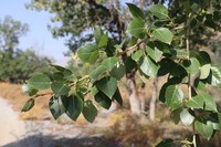 Populus macrocarpa