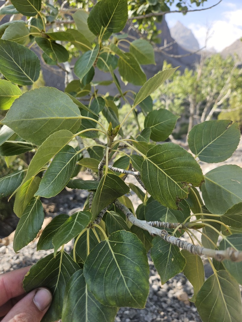 Populus macrocarpa photo 2